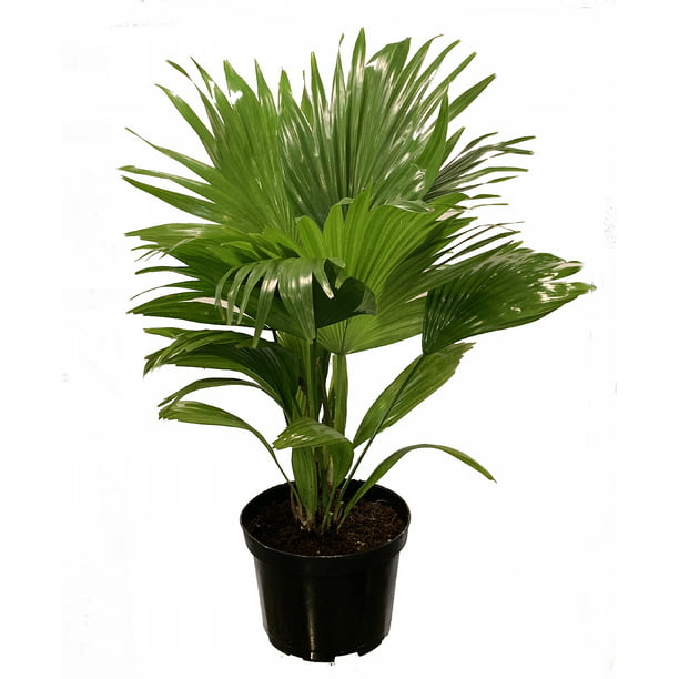 1 Palm Tree in Pot Indoor Tropical Garden Plant Footstool Fan Palm Windmill Palm